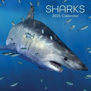 TIBURONES - CALENDARIO 2025 - NUEVO - 361955 - Imagen 1 de 2