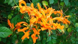 CAPE ORANGE Honeysuckle*Tecomaria Capensis*STARTER PLANT*Birds/Butterfly Love It - Picture 1 of 12
