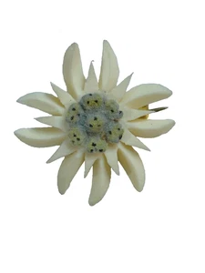 Vntg,Carved Celluloid ,Eidlelweiss flower, brooch - Picture 1 of 3