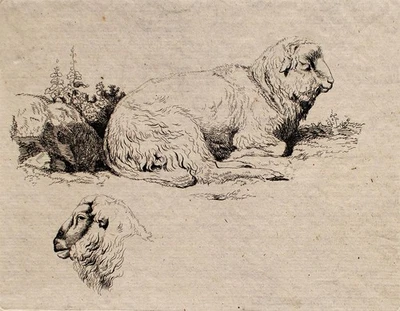 Schaf Studie Tiermalerei unsigniert Kupferstich frühes 19 Jhd - Bild 1 von 2