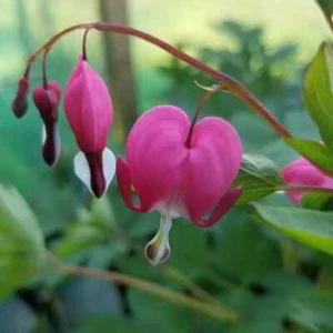 Bleeding Hearts (Lamprocapnos), pink-flowering perennial in 2-litre containers - Picture 1 of 6