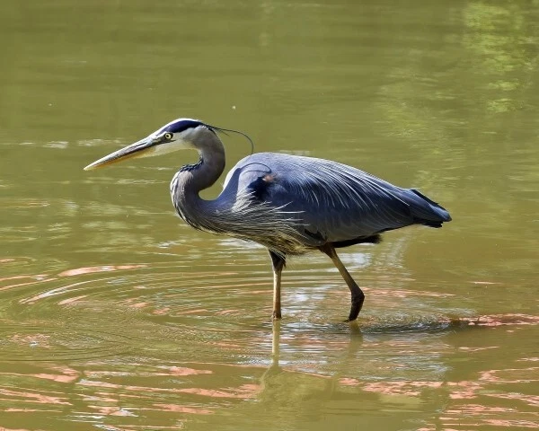 Art Photograph 8x10 Great Blue Heron Bird  Artist Signed Foto 1 de 1