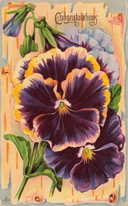 PANSY FLOWERS CONGRATULATIONS GREETINGS POSTCARD c1910 102925 U - Picture 1 of 2