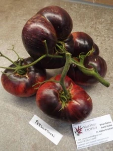 Persuasion Tomate - 5+ semillas - HEIRLOOM VEGETAL! Pág. 198 - Imagen 1 de 1