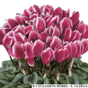 Cyclamen Seeds 15 Seeds Cyclamen Halios Select Fantasia Magenta Silver Leaf - Picture 1 of 1