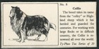 COLLIE ROUGH TYPHOO TEA  POPULAR BREEDS OF DOG 1955 TRADE CARD #8