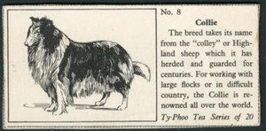 COLLIE ROUGH TYPHOO TEA POPULAR BREEDS OF DOG 1955 TRADE CARD #8 - Picture 1 of 1