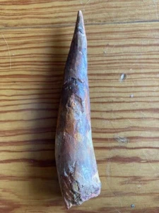 Large Beautiful Spinosaurus Dinosaur Tooth Fossil 6.2 Inches Morocco Kemkem - Picture 1 of 7