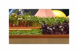 10 g Microgreens (Bio) Mischung Garten Pflanzen - Samen F-S690 - Picture 1 of 6