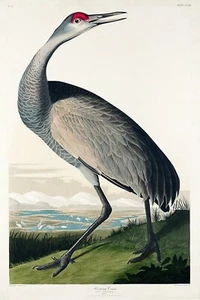 Grúa aro de J.J. Audubon Birds of America Giclee estampado artístico + envío gratuito - Imagen 1 de 4