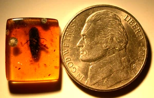 Large Cretaceous Beetle in Burmese Burmite Amber Fossil from Dinosaur Age - Picture 1 of 8