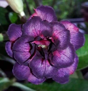 4 Dark Purple Pink Desert Rose Seeds Adenium Obesum Flower Exotic Garden 63 - Picture 1 of 12