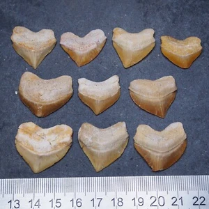 10pcs fossil Shark Squalicorax Pristodontus Corax Tooth Teeth lot more Fossil 10 - Picture 1 of 6