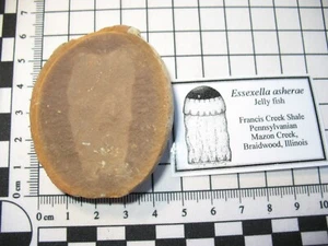 Pennsylvanian Carboniferous Mazon Creek fossil - Essexella jelly fish #28 - Picture 1 of 4