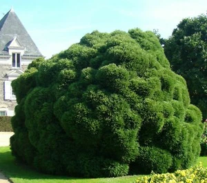 SAMEN Nadelgehölz Samen i! Sicheltanne !i winterhart Garten Baum immergrün. - Bild 1 von 1