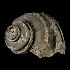1.9" Ecphora Gardnerae Gastrópodo Fósil Shell Lee Creek Época Mioceno - Imagen 1 de 9