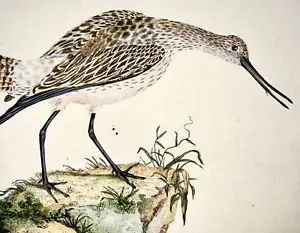 1794 Edward Donovan, Godwit, ornithology, fine hand coloured engraving - Picture 1 of 3