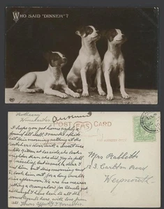 Smooth Foxterrier Hunde Welpen, Wer sagte Abendessen? Alte Echtfoto Postkarte 1910 - Bild 1 von 1