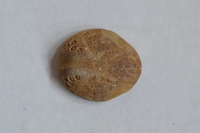 Fossil Lovenia Forbesi Sea Urchin Echinoid Port Phillip Bay Miocene Australia Foto 1 de 4