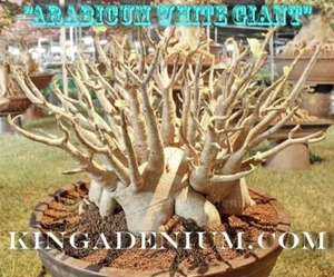 100 SEEDS ADENIUM ARABICUM " WHITE GIANT " DESERT ROSE FRESH GREAT BONSAI STYLE. - Picture 1 of 3