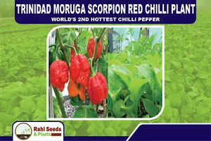 Trinidad Moruga Scorpion Red Chilli Plant - World's 2nd Hottest Chilli Pepper - Picture 1 of 9