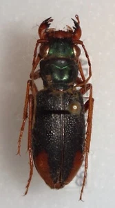 Cicindelinae Tetracha affinis Argentina #2V Tiger Beetle Cicindela Megacephala - Picture 1 of 2