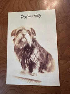 foto "ritratto" di Greyfriar's Bobby cartolina d'epoca - Foto 1 di 2