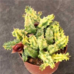 5cm Kaktus Pflanze Stapelia pulchella variegated (Multi-Heads) Asclepiadaceae selten - Bild 1 von 12