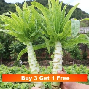 100x seeds Chinese Stem Lettuce /Chinese Celtuce/Asparagus Lettuce 莴笋莴苣种子100粒 萵筍 - Picture 1 of 8