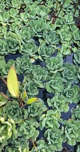 BUY2 GET1 FREE *5 Water Lettuce *NOT dwarf Species* Pond Plant - Picture 1 of 1
