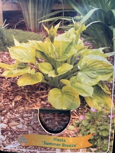 Funkie medio Hosta Summer Breeze - Imagen 1 de 1