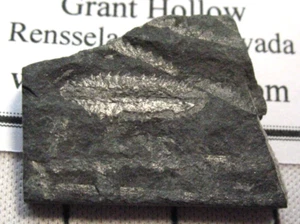 Ordovician graptolite fossil Phyllograptus ilicifolius Deepkill Sh. New York #5 - Picture 1 of 2