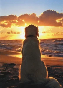 Sympathy Greeting Card - Dog Sitting on Beach at Sunset - Picture 1 of 2