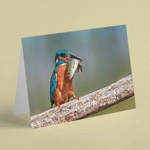 Kingfisher with fish in its beak bird birthday card for grandad dad husband - Picture 1 of 1