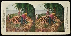 PUERTO RICO / PORTO RICO 1906 STEREOSKOP / STEREOSKOPISCHE KARTE Kokosnussernte - Bild 1 von 4