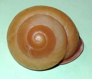 Anxia pyrostoma PALE! - Philippines Land Snail Shell- 54.8mm F++ #6225 - Picture 1 of 3