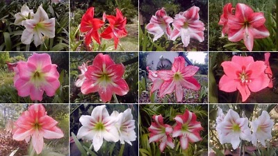 AMARYLLIS —- Mixed Colors --- 100 Fresh Seeds --- Free shipping in USA - Image 1 of 4