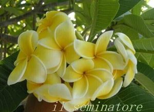 1 bouture" de Plumeria "Jamesonii" - Bouture" 30/50 cm de long - Imagen 1 de 1