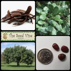 10 CAROB TREE SEEDS (Ceratonia ) Tropical Chocolate Edible Ornamental - Picture 1 of 6