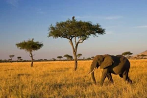 Elephant on a Savanna Photo Photograph Cool Wall Decor Art Print Poster 36x24 - Picture 1 of 1