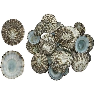 Mexican Green Limpet Bulk Seashells .5-1" Shells in Bag .25 Kilo - Picture 1 of 1