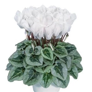 Cyclamen Seeds 15 Seeds Cyclamen Metalis White - Picture 1 of 1