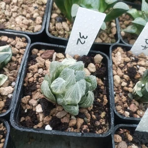 Haworthia Venusta Variegated 🌵🌵 - Imagen 1 de 3