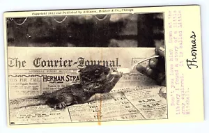 Feeding Baby Squirrel on newspaper Advertising Postcard A797 - Picture 1 of 2