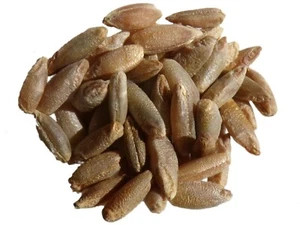 Organic Rye Protector/Elego (80/20) - Secale Cereale L. - Rye - SEM06 - Picture 1 of 13
