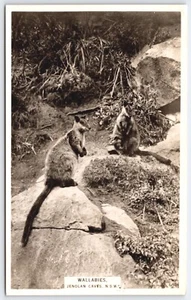 RPPC Wallabies Jenolan Caves NSW Australia Cute Joey 1939 Postcard - Picture 1 of 2