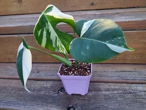 RARE Variegated Monstera Borsigiana Albo Thai Plant POTTED by WSS - Picture 1 of 6