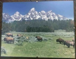8,5x11 "Buffalo on the Roam" April 2022 Grand Teton Kalender gerahmtes Foto von Abi - Bild 1 von 5