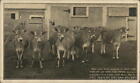 Vaches/bovins troupeau de vaches, ferme à capuche carte postale antique vintage carte postale