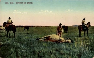 Ak Argentinien, Curando un animal - 4935168 - Picture 1 of 2